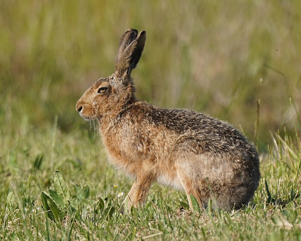 Feldhase (Lepus europaeus) im Profil